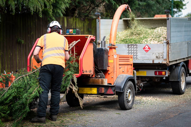 Best Emergency Tree Removal  in Falls City, OR