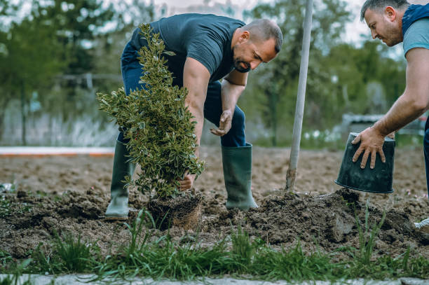Best Tree Maintenance Programs  in Falls City, OR