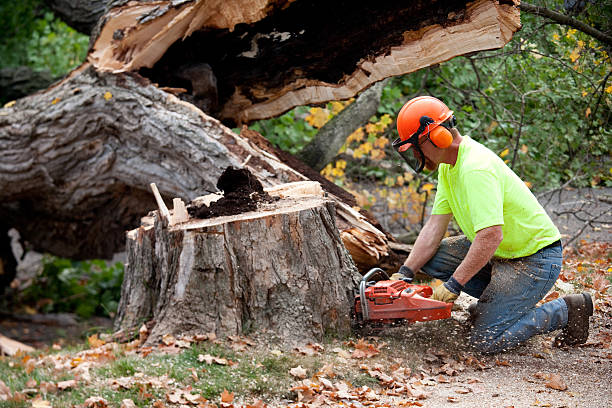 Best Utility Line Clearance  in Falls City, OR