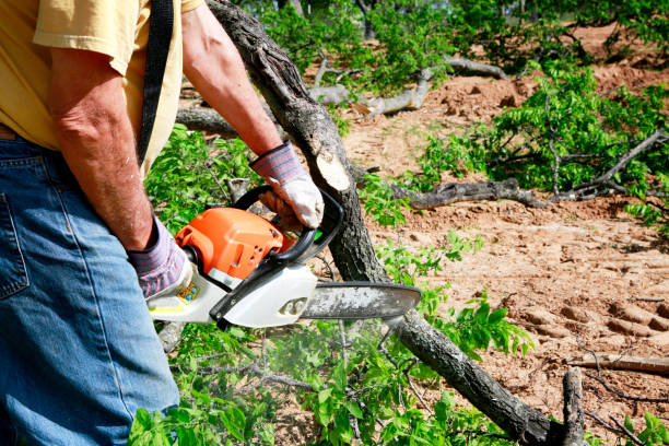 Best Tree Risk Assessment  in Falls City, OR